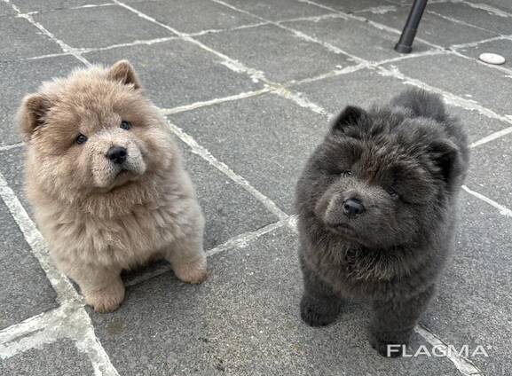 Chowchow puppies