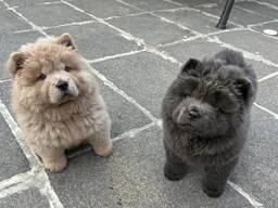 Chowchow puppies