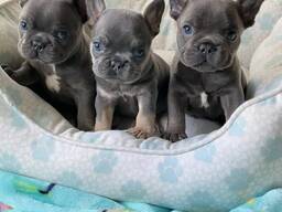 French Bulldog puppies for adoption.