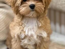 Maltese puppy's beschikbaar