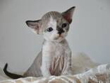 Devon Rex-kittens beschikbaar – 10 weken oud - photo 1
