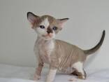 Devon Rex-kittens beschikbaar – 10 weken oud - photo 3