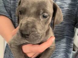 Duitse Dog-puppy's. .. stuur me een berichtje