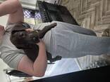 Duitse Dog-puppy's. .. stuur me een berichtje - photo 1