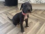 Duitse Dog-puppy's. .. stuur me een berichtje - photo 3