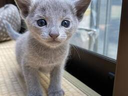 Elegante Blauwe Russen beschikbaar voor liefdevolle huizen