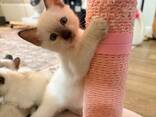 Elegante Siamese kittens, met liefde en zorg grootgebracht. - photo 3