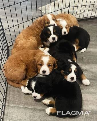 Elite Berner Sennenhondpuppy's