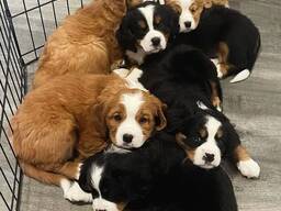 Elite Berner Sennenhondpuppy's