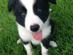 Elite Border Collie-puppy's