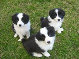 Elite Border Collie-puppy's