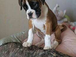 Elite Boxerpuppy's