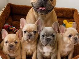 Elite Franse Bulldog-puppy's