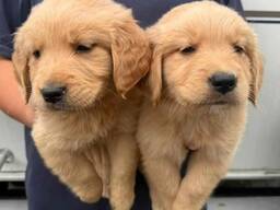 Elite Golden Retriever puppy’s