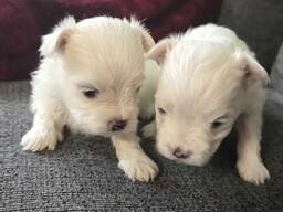 Elite Maltese puppy’s