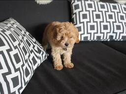 Elite Maltipoo puppy’s