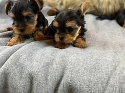 Elite Yorkie puppy’s