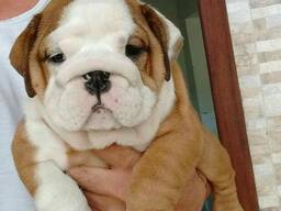 Engelse bulldogpuppy's beschikbaar