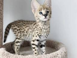 Exquisite Savannah Kitten Available