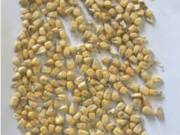 Фермерське господарство продає продовольче зерно кукурудзи від виробника з господарства