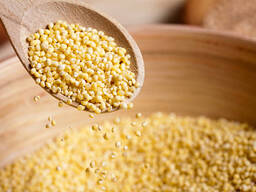 Foxtail Millet