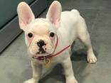 Французского бульдога, - фото 3
