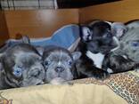 Franse buldogpuppy's te koop - фото 2