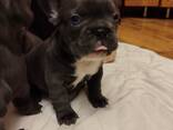 Franse buldogpuppy's te koop - фото 4