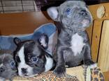 Franse buldogpuppy's te koop - фото 5