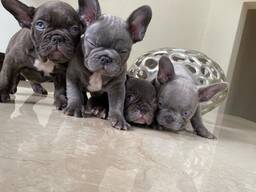 Franse bulldogpuppy's klaar om te vertrekken