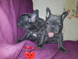 French Bulldog Puppies