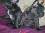 French Bulldog Puppies - photo 2