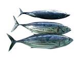Fresh Frozen Bullet Tuna fish - фото 3