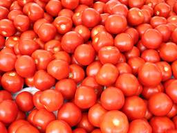 Fresh tomatoes