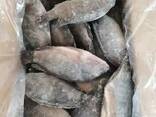 Frozen Black Tilapia Fish - фото 1