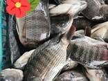 Frozen Black Tilapia Fish - фото 2