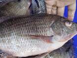 Frozen Black Tilapia Fish - фото 3