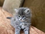 GCCF Britse Korthaar Blauwe Kittens - Kampioenslijnen - фото 1