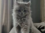 GCCF Britse Korthaar Blauwe Kittens - Kampioenslijnen - фото 2