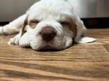 Goed gesocialiseerde Clumber Spaniel-puppy's - photo 2