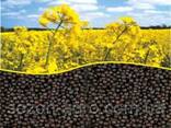 Golden Oil Trade sells rapeseed wholesale. - фото 1