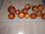 Golden onions from Kazakhstan - photo 1