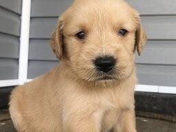 Golden retriever