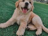 Golden retriever puppies for sale - photo 1