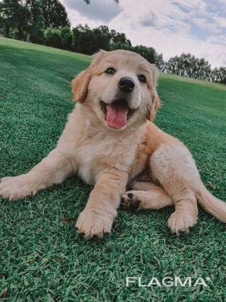 Golden retriever puppies for sale
