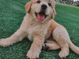Golden retriever puppies for sale