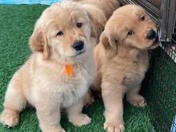 Golden Retriever-puppy's beschikbaar voor adoptie