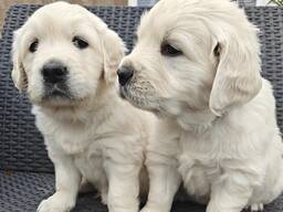 Golden Retriever-puppy's klaar. .. stuur