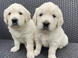 Golden Retriever-puppy's klaar. .. stuur - photo 1