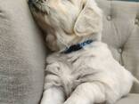 Golden Retriever-puppy's klaar. .. stuur - photo 3